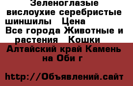 Зеленоглазые вислоухие серебристые шиншилы › Цена ­ 20 000 - Все города Животные и растения » Кошки   . Алтайский край,Камень-на-Оби г.